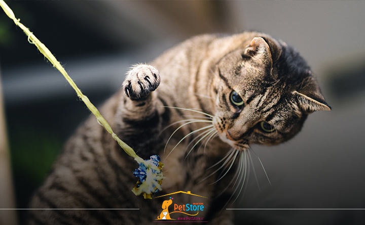 فعالیت بدنی گربه عقیم شده