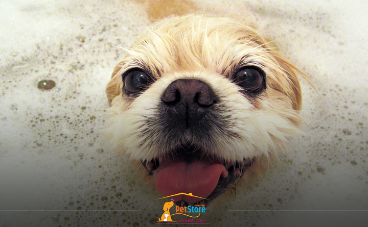 پیشگیری از ابتلا به شپش