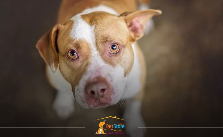 احساس خفگی سگ