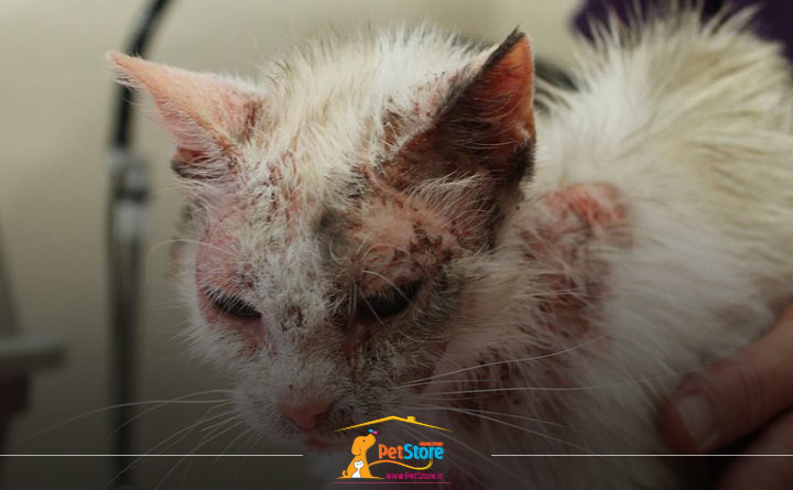  اختلالات پوستی گربه، شایع ترین بیماری گربه