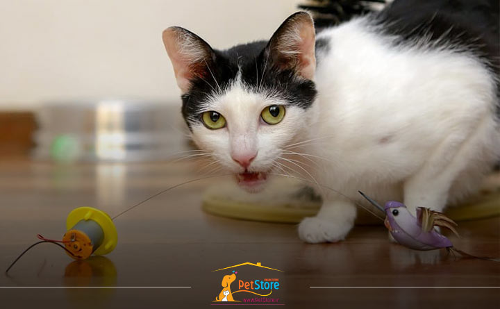 بازی کردن گربه برای جلوگیری از زوزه کشیدن در تربیت گربه خانگی 