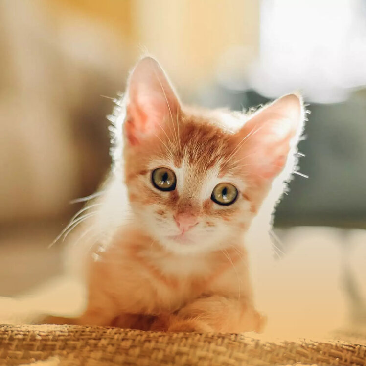 نکات مهم و روش‌های صحیح نگهداری از بچه گربه تازه متولد شده