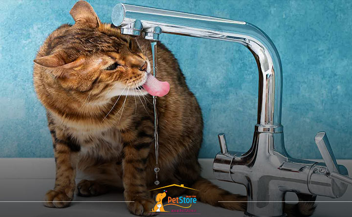 نشانههای آب خوردن بیش از حد گربه