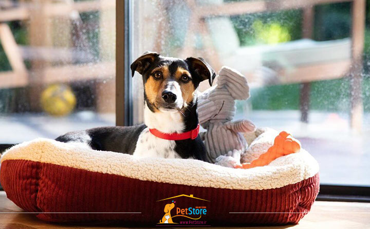 محل خواب سگ