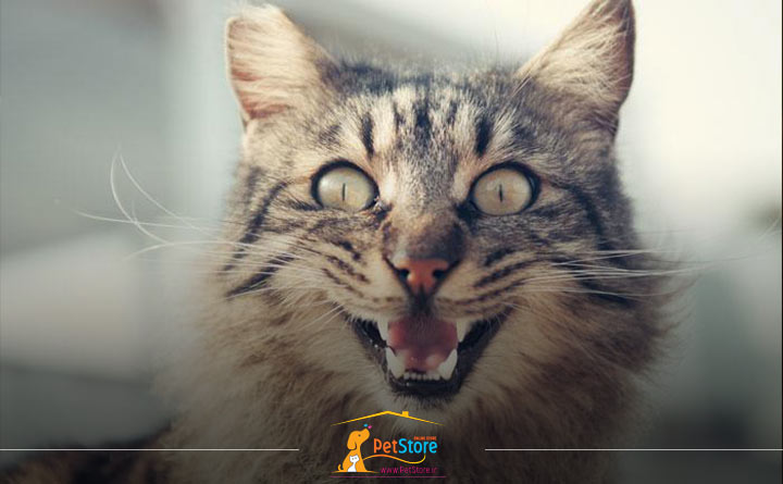 مراقبت از دندان گربه با غذای تشویقی