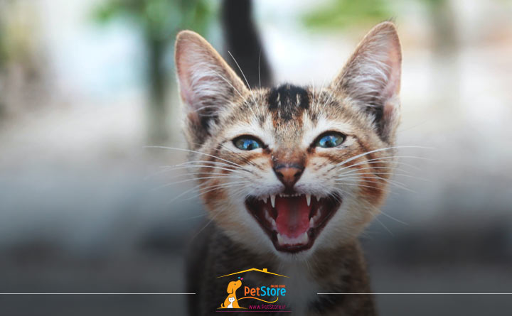 دلیل میو میو کردن گربه