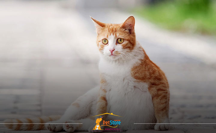 گربه باردار 1 ماهه