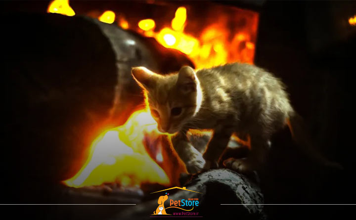 سوختگی گربه