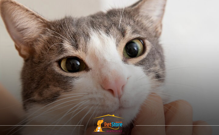 دلایل عفونت چشم گربه