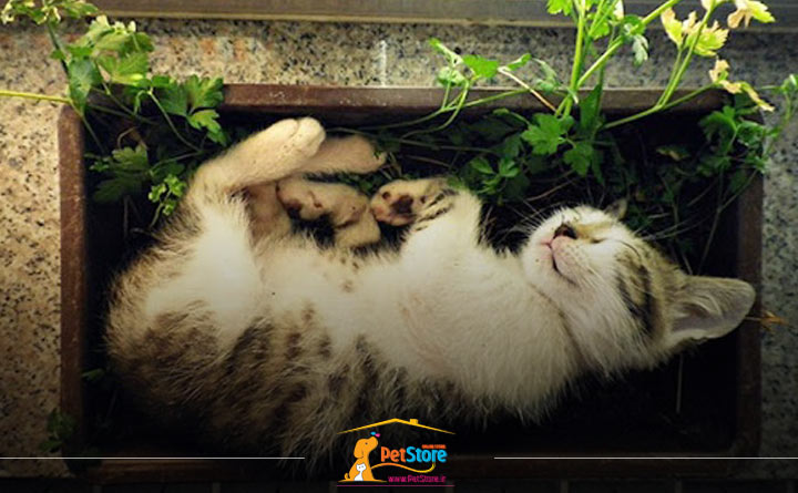 آشنایی با خاک زیستمحیطی