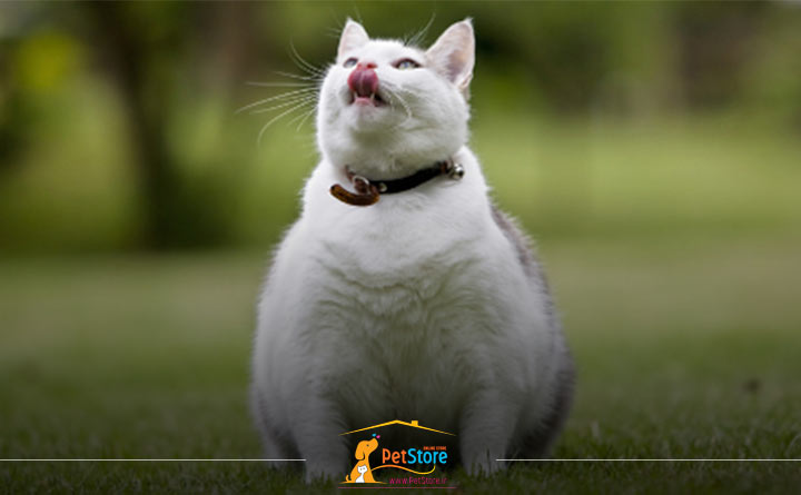 چاقی گربه با عادت های غذایی بد