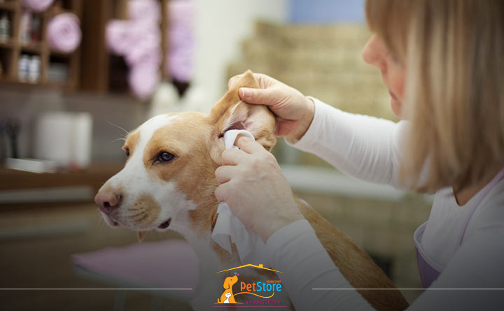 تمیز کردن گوش سگ