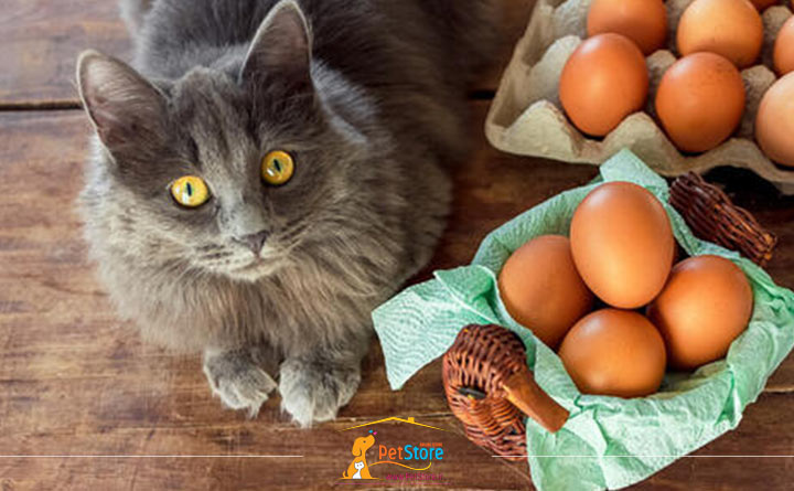 دادن غذای انسان به گربه