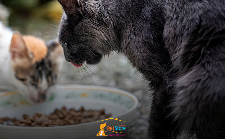 مواد افزودنی مناسب برای گربه