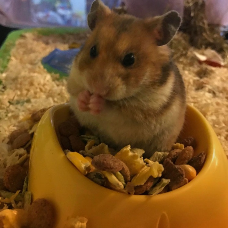 غذای همستر چیست؟