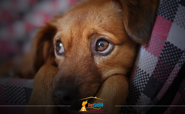 استرس در سگ ها پت استور