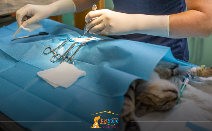 نگهداری از گربه پس از عقیم سازی