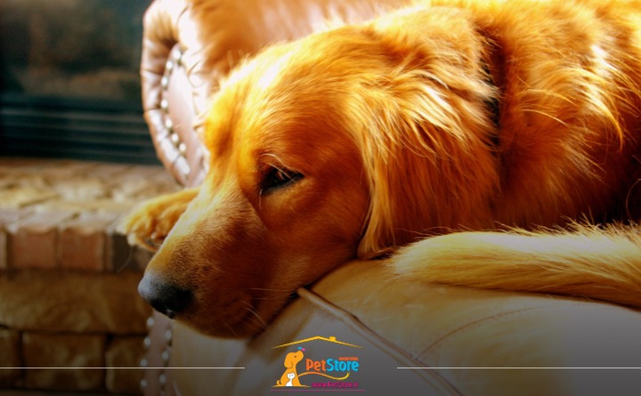 طول مدت پریود حیوانات