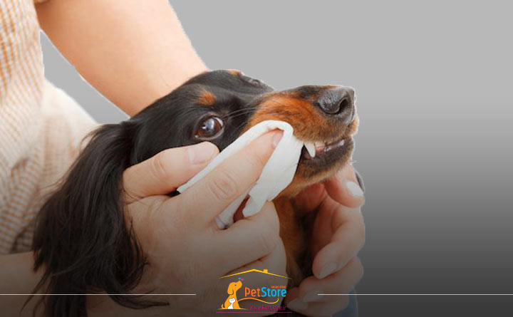 بهداشت دندان‌های سگ