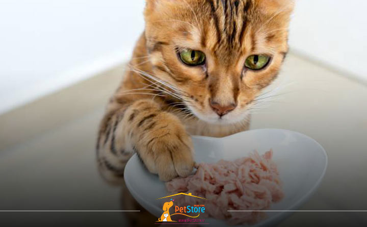 دادن رژیم غذایی مغذی به گربه در فصل زمستان