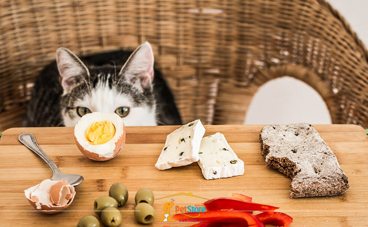 رژیم غذایی مناسب برای گربه