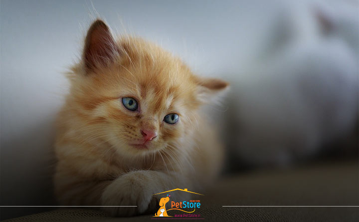 بیماری انگل در بچه گربه