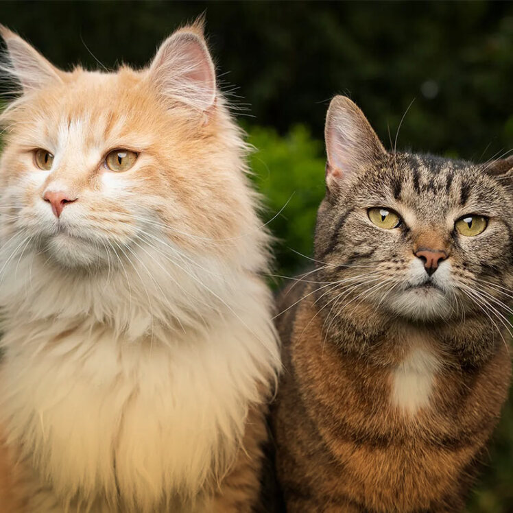  هر آنچه که لازم است در مورد گربه‌ها بدانید 