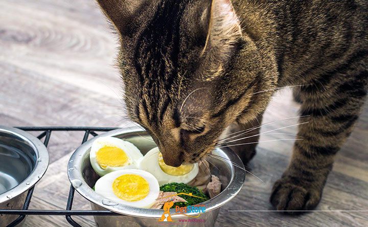 نقش رژیم غذایی در زندگی گربه