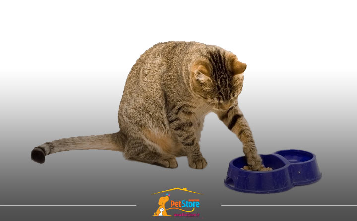 آشنایی با غذای موردنیاز گربه باردار