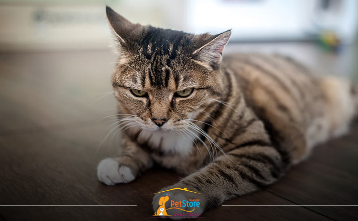 شخصیت گربه آلفا