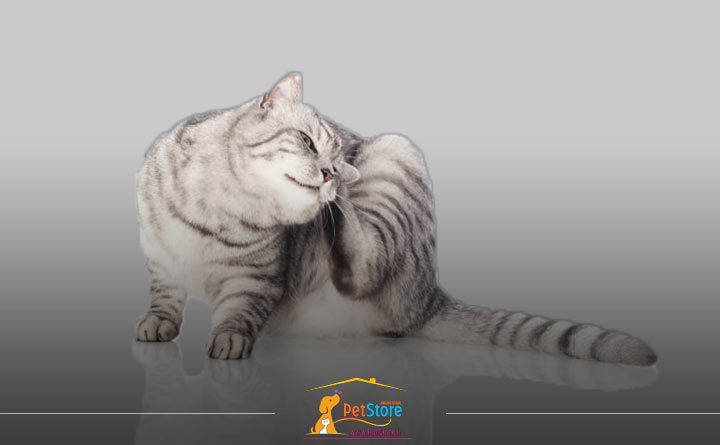 رفتار گربه در حین نظافت