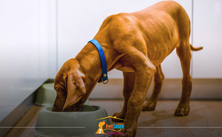 معایب غذای تر سگ