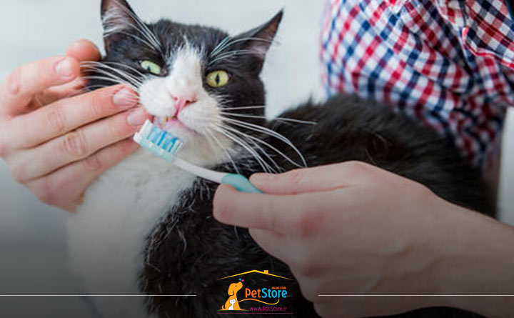 نحوه تمیز کردن دندان گربه