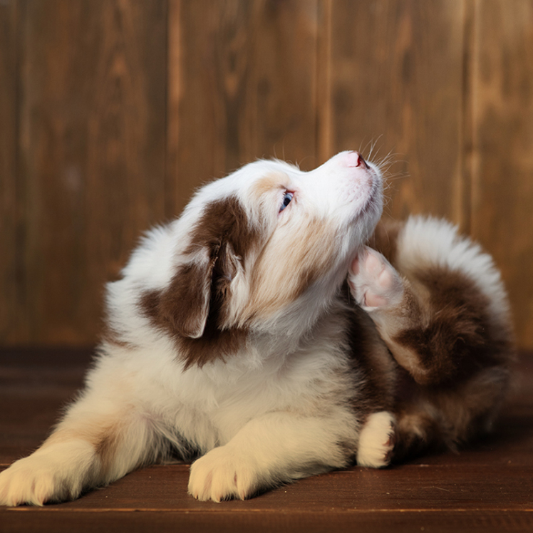 علت خارش بدن سگ‌ها و درمان آن