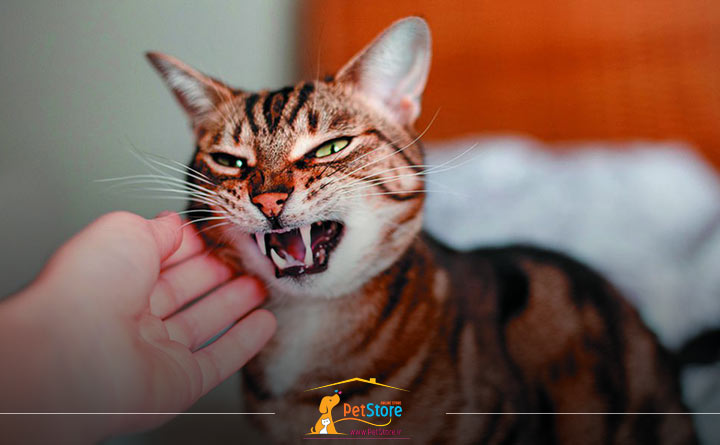 تربیت گربه برای پیشگیری از پرخاشگری 