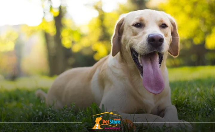 مهم ترین دلایل بوی بد دهان سگ