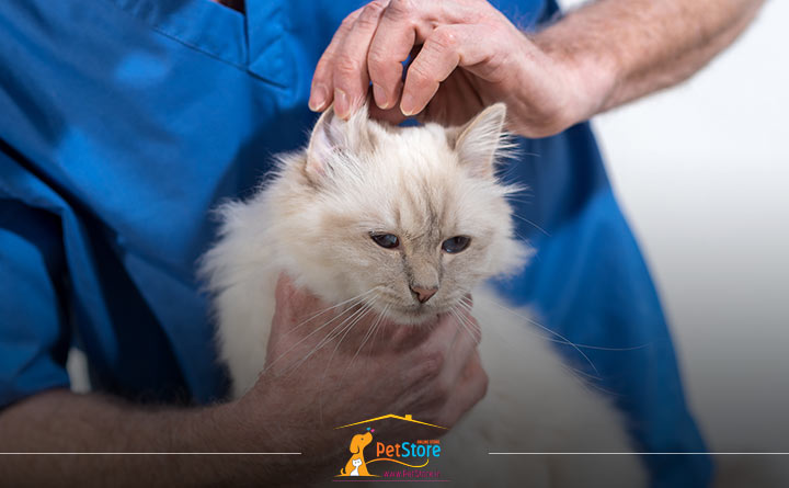 بردن گربه نزد دامپزشک برای ریزش مو