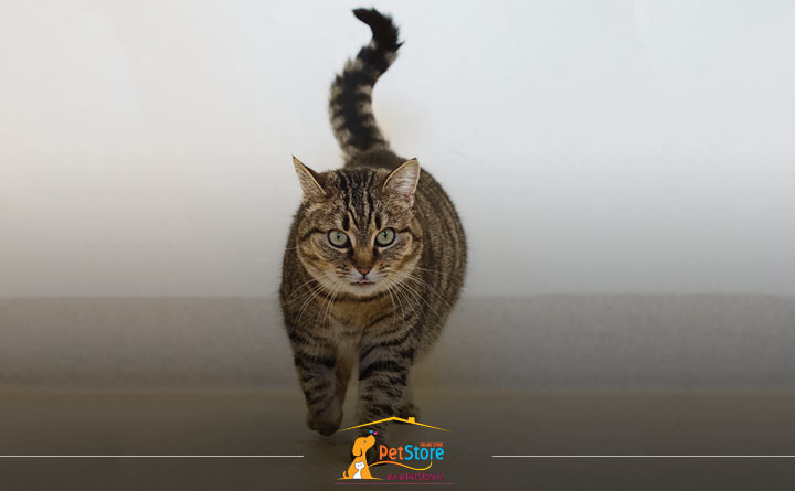 دلیل تکان دادن دم گربه