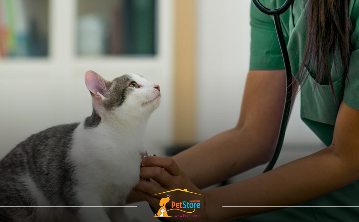 درمان افسردگی در گربه