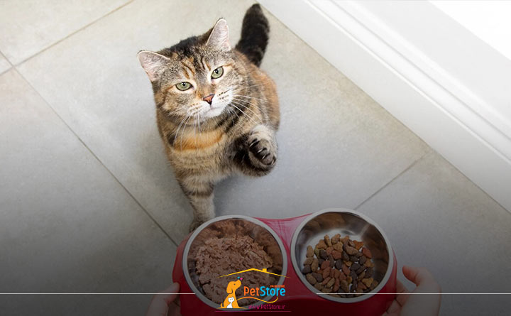 غذا دادن به گربه