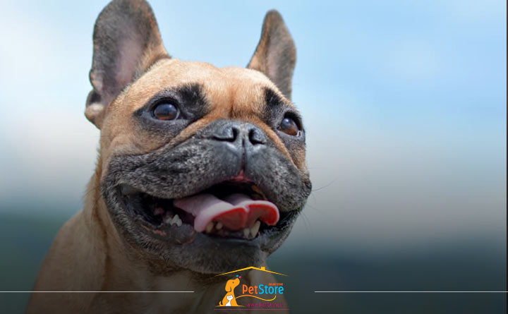 گرمازدگی سگ