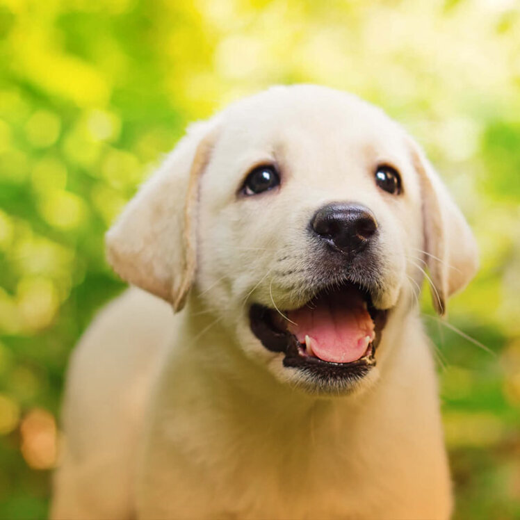 هر آنچه که لازم است در مورد سگ‌ها بدانید