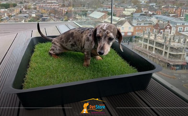 آموزش دستشویی رفتن سگ