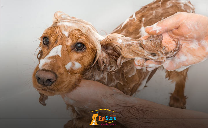 آلرژی به کک در حیوان خانگی