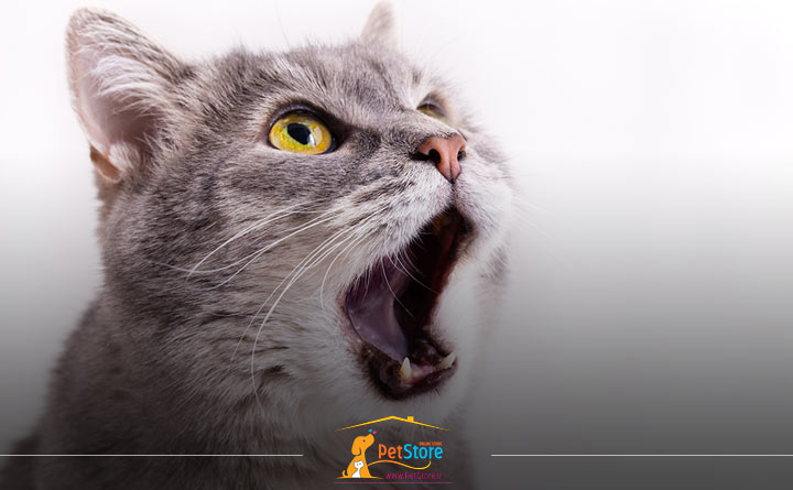 شوک شدن گربه و مرگ ناگهانی