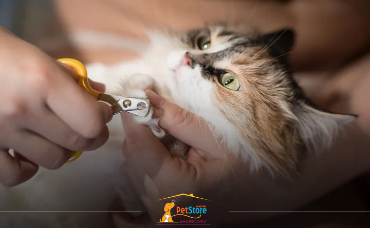 کوتاه کردن ناخن گربه