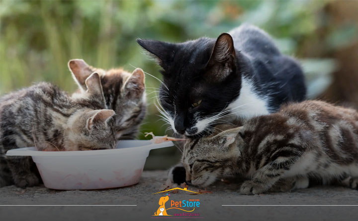 رایجترین غذاهایی که میتوان به گربه خیابانی داد