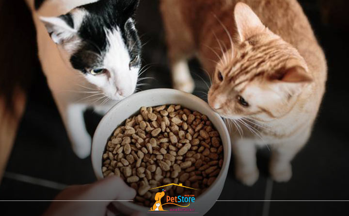 انواع غذای تشویقی برای گربه