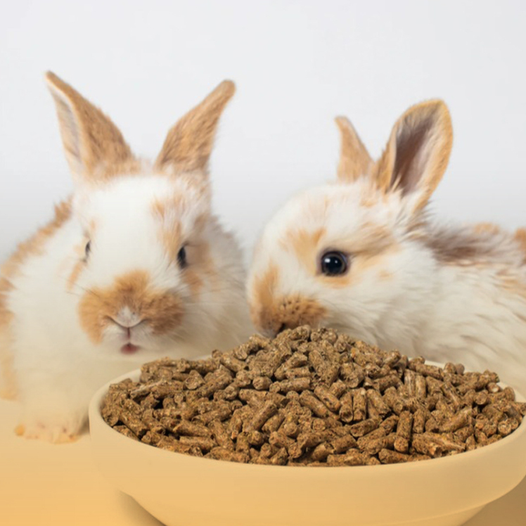 راهنمای غذای انواع نژاد خرگوش