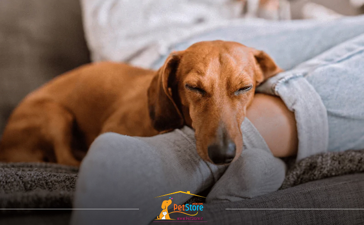 بلوغ در سگ های نر